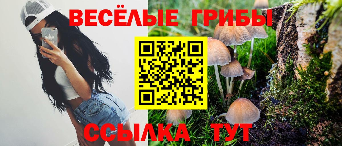Галлюциногенные грибы Psilocybe Саяногорск